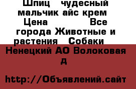 Шпиц - чудесный мальчик айс-крем › Цена ­ 20 000 - Все города Животные и растения » Собаки   . Ненецкий АО,Волоковая д.